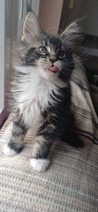 Чистокръвни мейн кун котета 2025