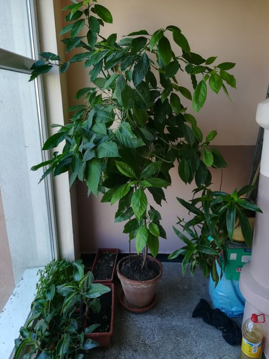 Дръвче Авокадо около два метра високо