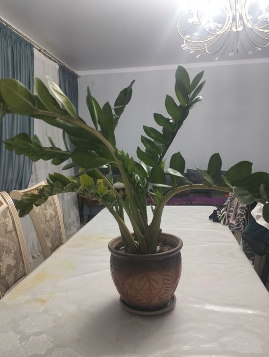 Продам комнатные цветы-Замиокулькас