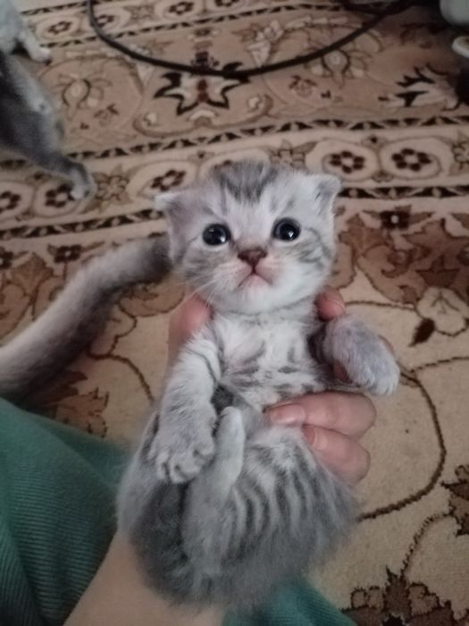 Продам котят шотландцы