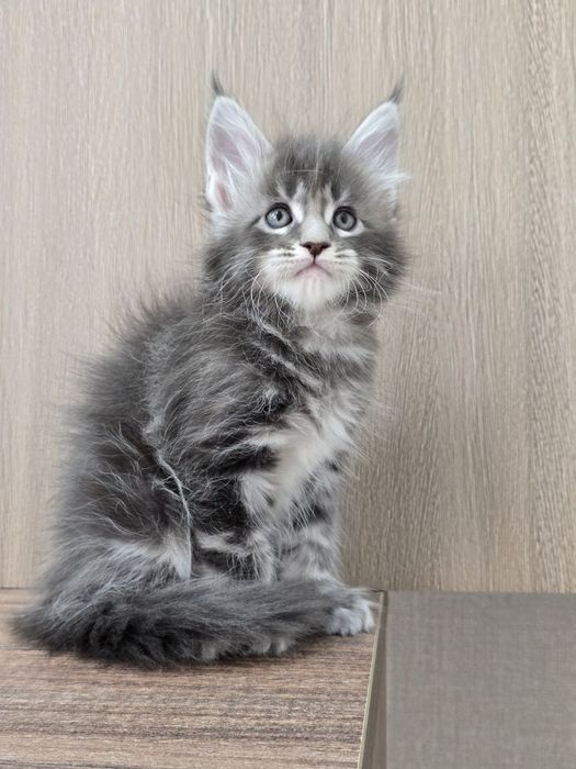 Шикарный мальчик мейн-куна