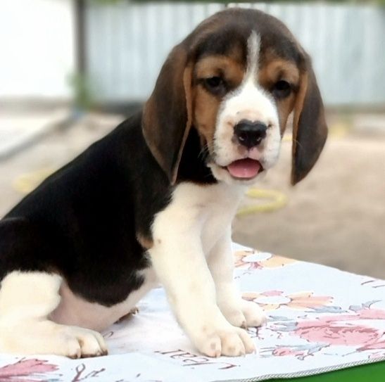 Щенки Бигля с документами