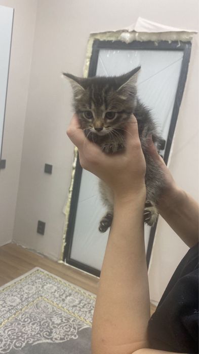 Отдам котенка в добрые руки