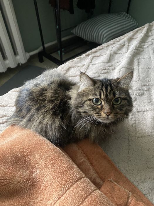 Кошка Мейн-кун 100.000 тг