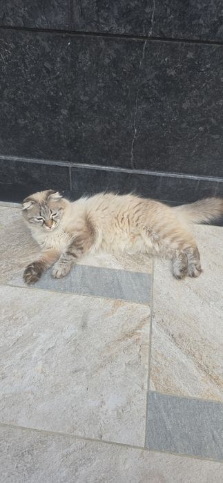 Ona Bola mushuklar sotiladi