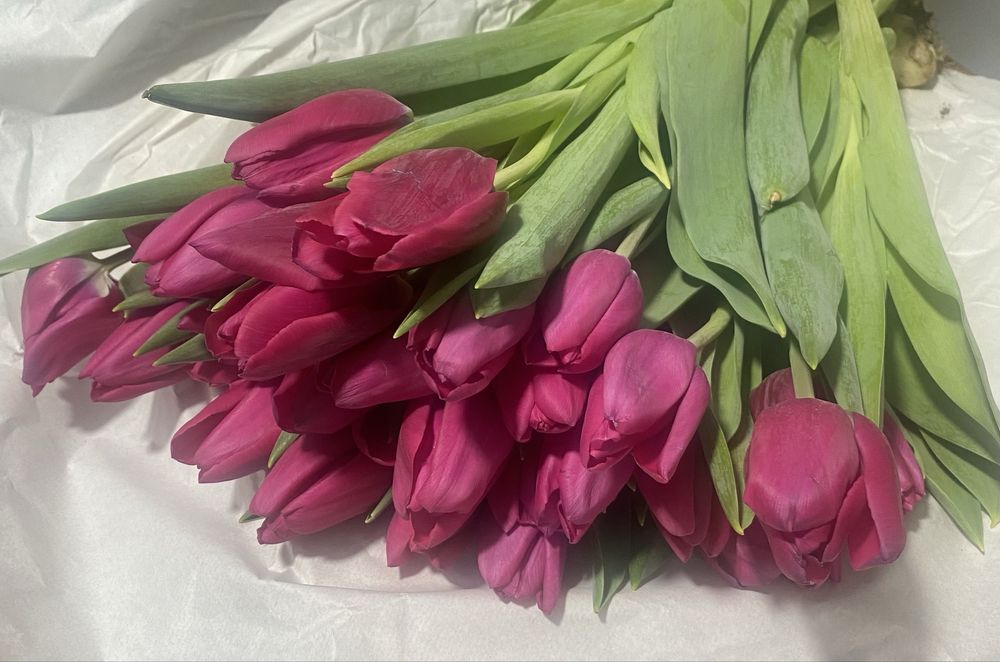 Луковицы голландских тюльпан