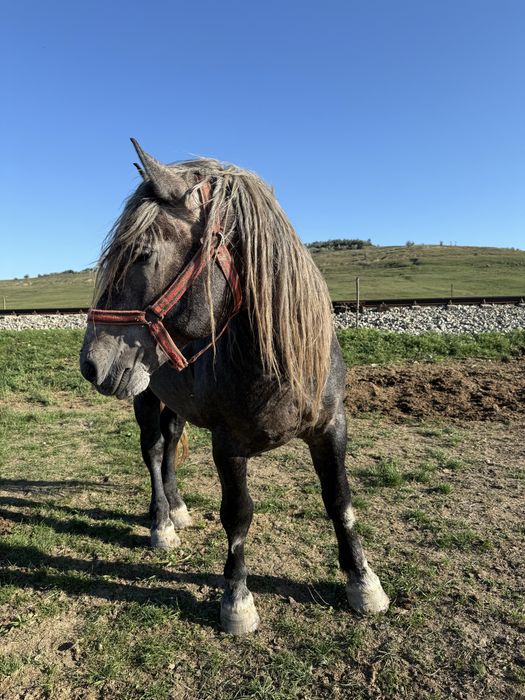 Vand harmasar de 3 ani