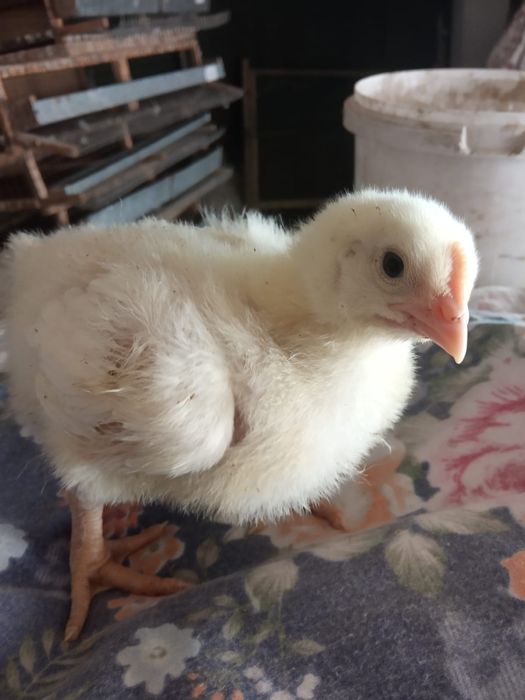 Продам бройлерных цыплят