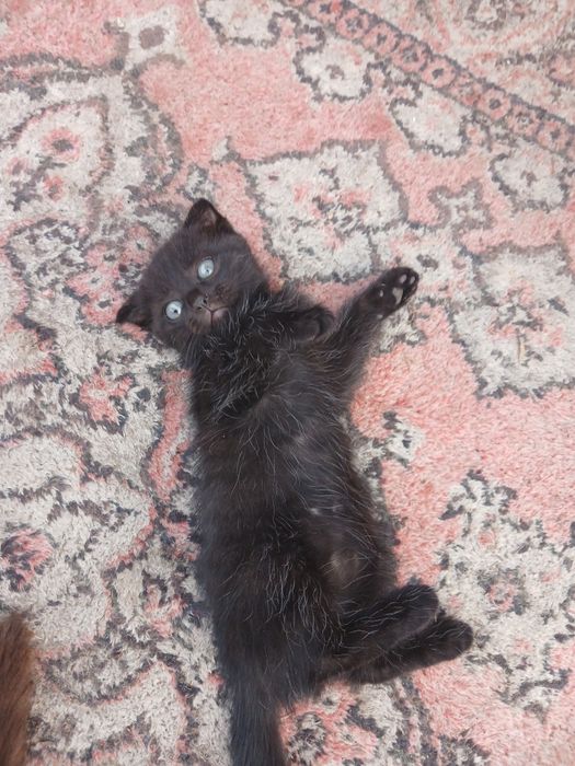 Отдам даром котят
