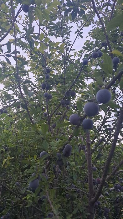 Домашние яблоки и сливы