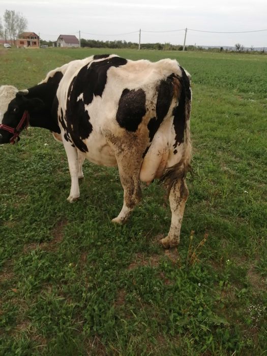 De vânzare vacă holstain.