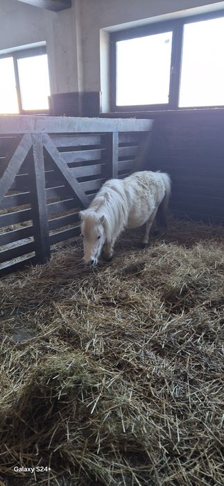 Iapă gestantă felabella