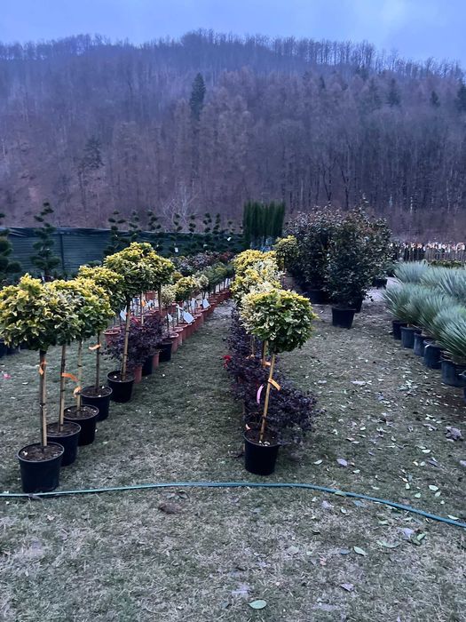 Plante Decorative pentru Casa / Curte / gradina