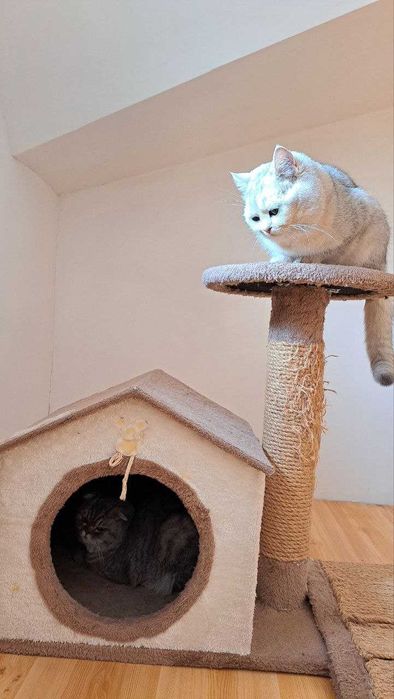 Вязка  Британский кот, серебренная шиншилла .