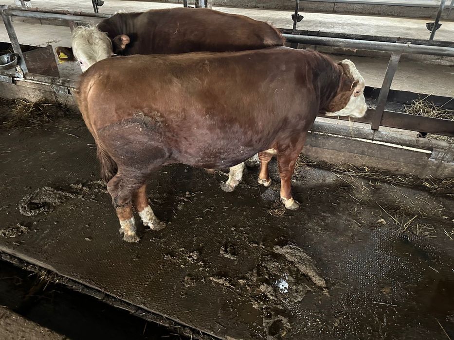 Продам бычков 2-х лет