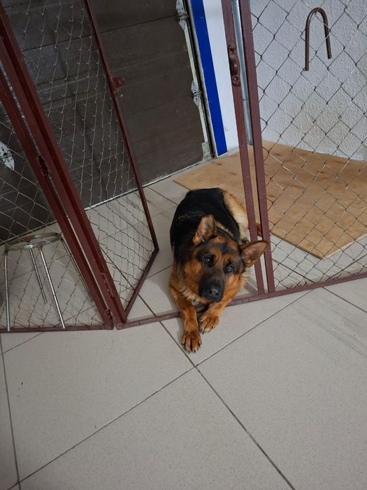 Вязка немецкой овчарки