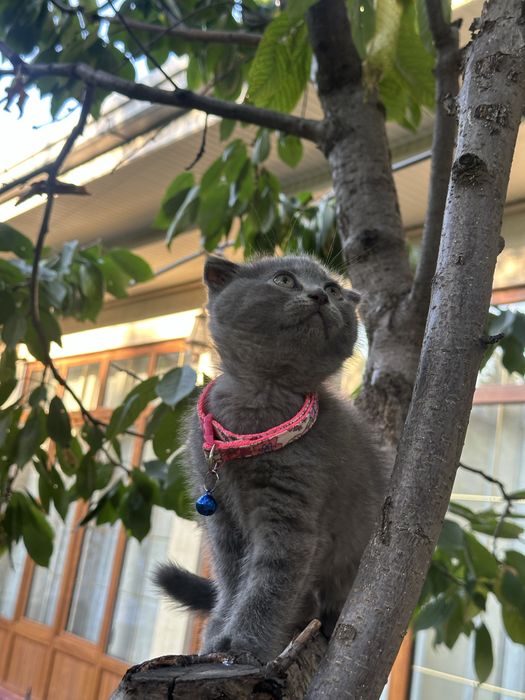skotish fold котята
