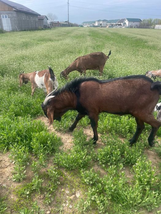 Tap amglonubian ,rasa  pura