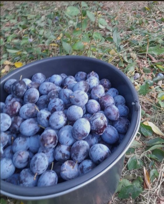 Prune de vanzare