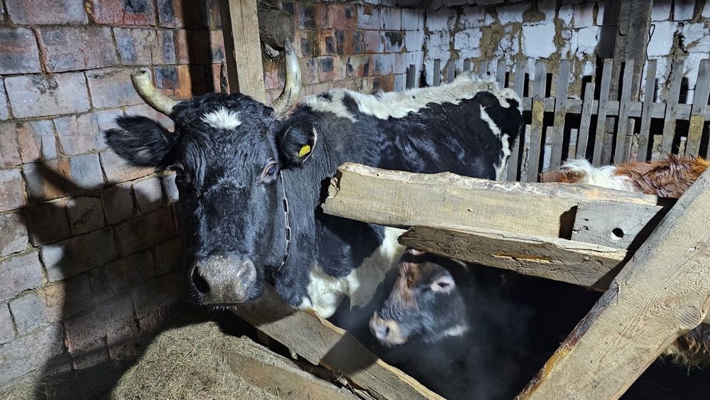 Продам дойных коров и телят