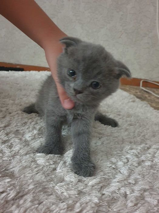 Кошечки Шотланцы