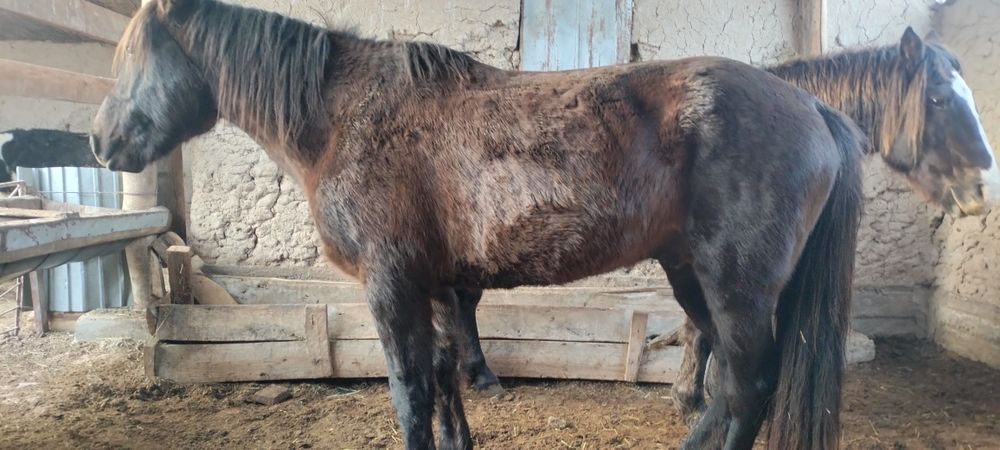 Айғырлар сатылады..