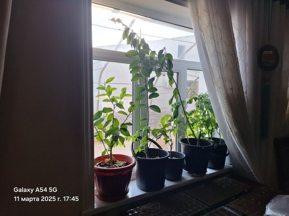 Лимон нали сатылады