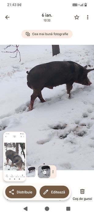 Se vinde oricare dintre ei