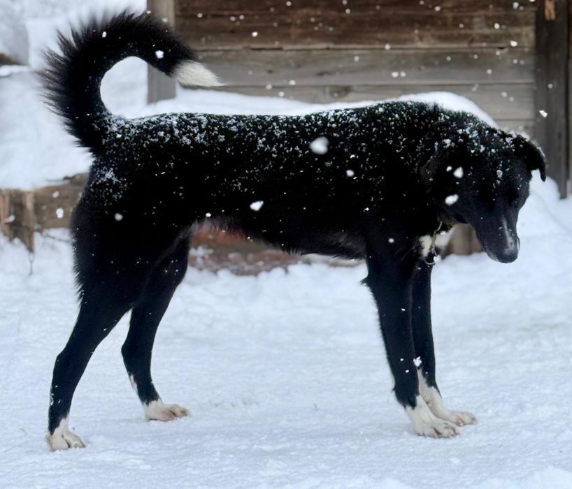 Отдам собаку ,11 месяцев