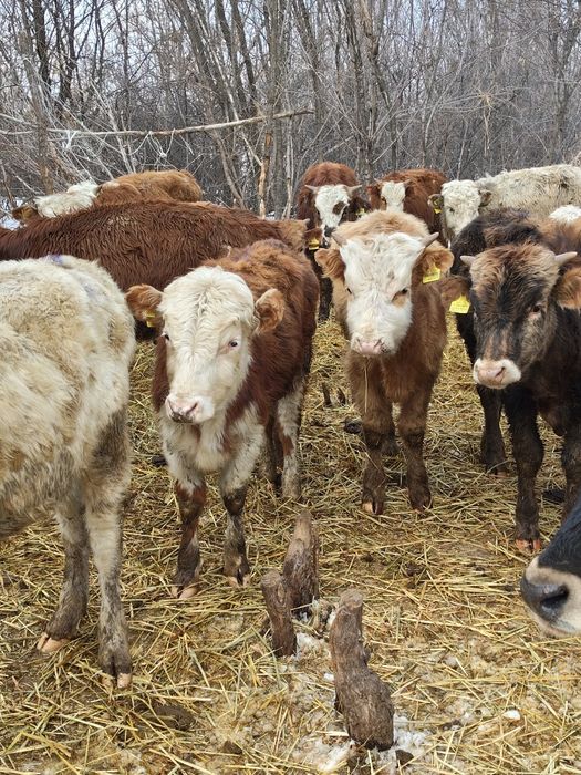 Продам Бычков породы гелефорд