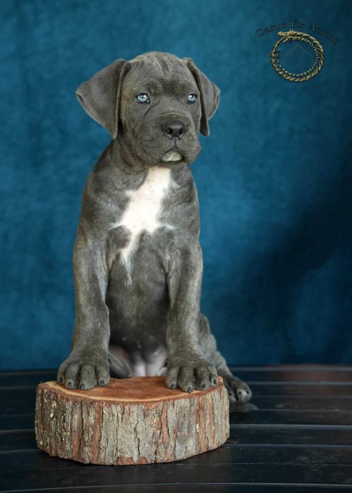 Pui Cane Corso- Pedigree FCI