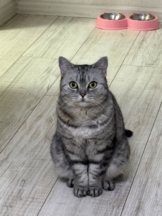 Кот британской красивая