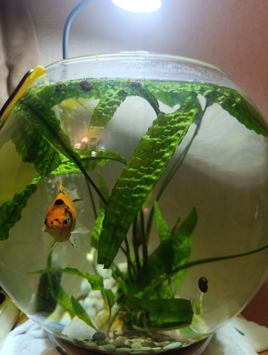 Отдам  водоросли