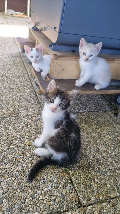 Donatie pisica si pui