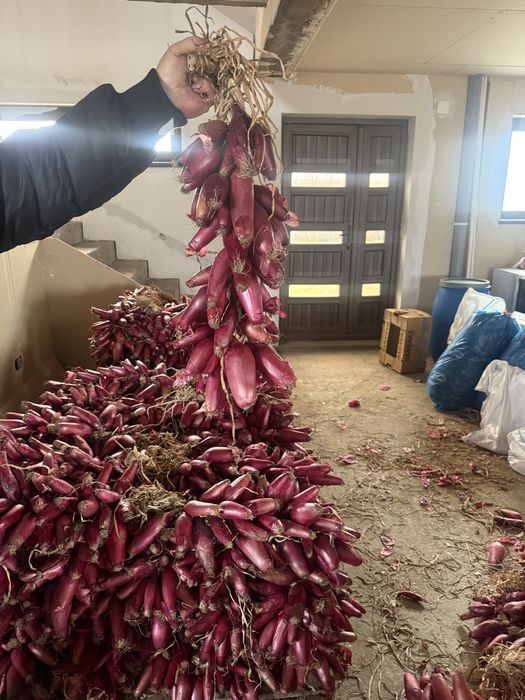 Ceapa rosie de buzau de apa impletita la funie