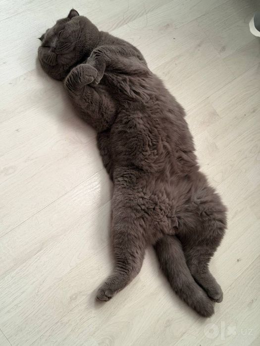 ПРОДАЕТСЯ шотландская вислоухая кошка (Scottish Fold)