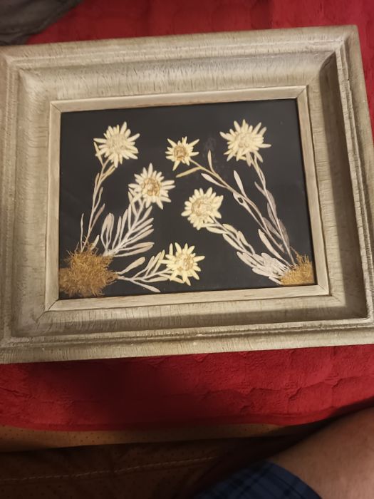 Рамка с хербарии еделвайс