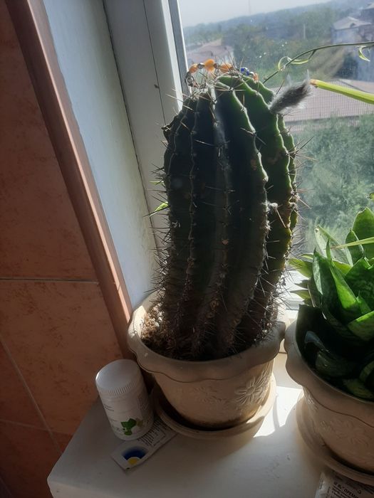 Цветы  домашние  .