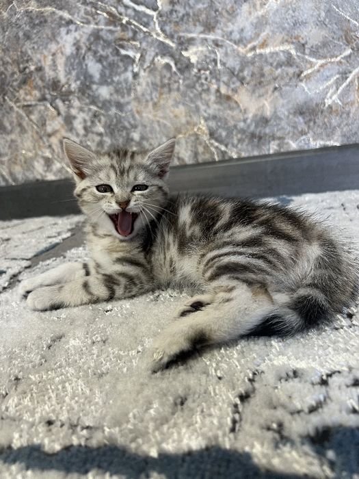 Shinshila (Zalataya) bolalari sotlad srochna