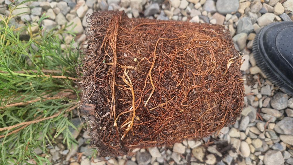 Tuia smarald la Ghiveci- 100 cm 20 ron