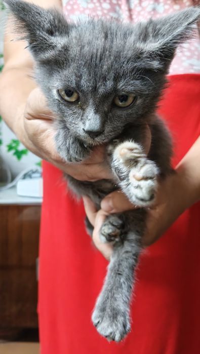 Отдам в добрые руки котенка