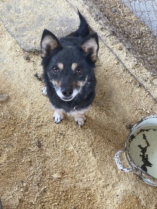 Собаки ищят дом есть доставка.