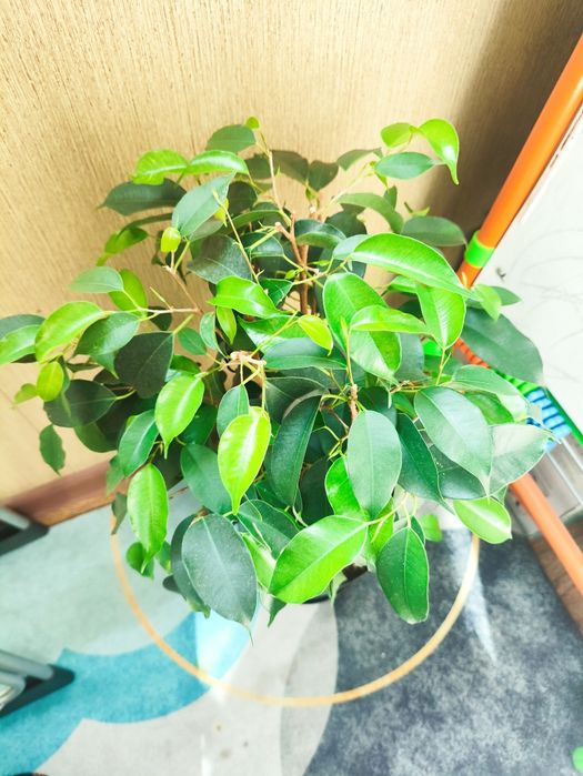 Фикус Бенджамина Даниэль