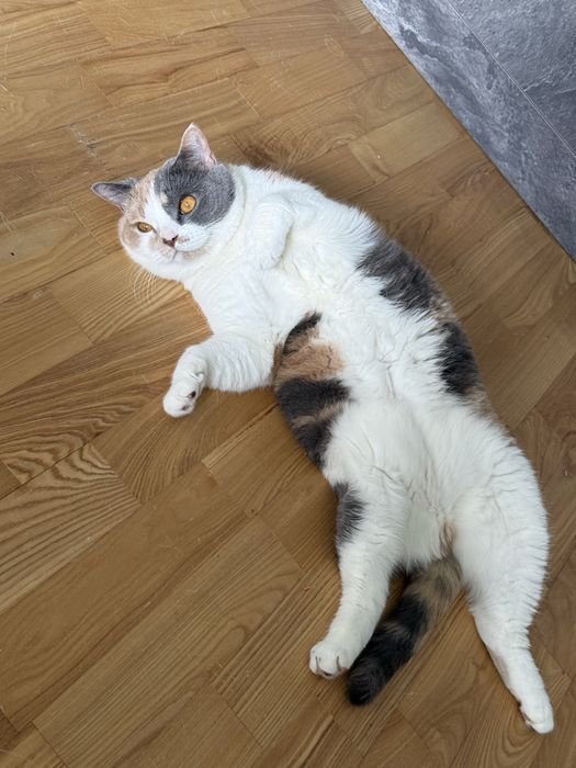 Кошка британская короткошерстная