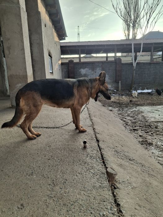 Немецкая овчарка