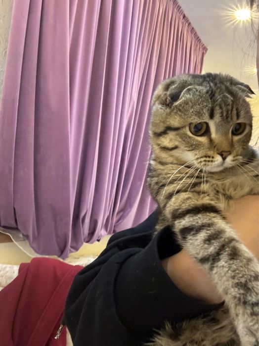 Продается кошки породистая