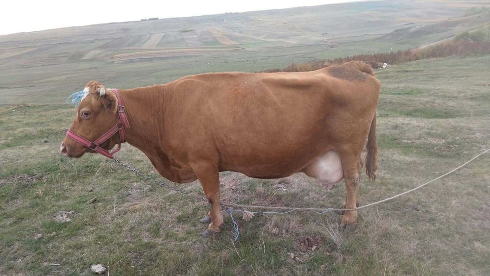 Vând vacă foarte bună de lapte