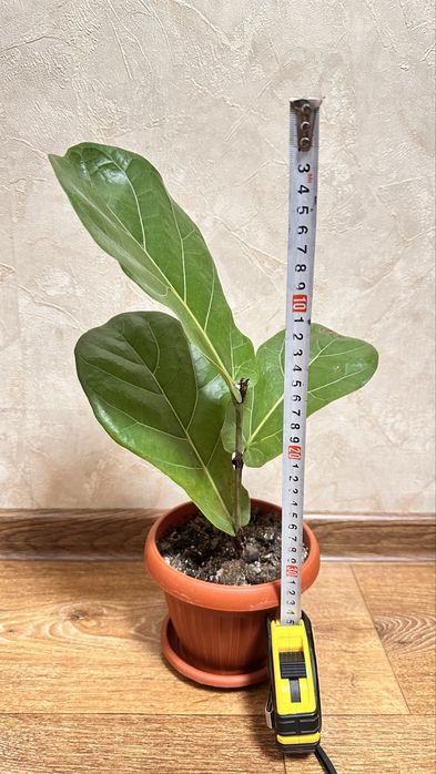 Продам фикус лировидный