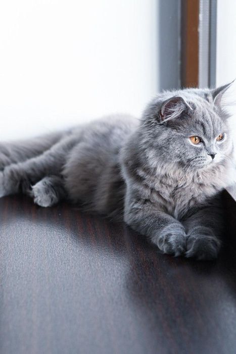 Британский котенок девочка