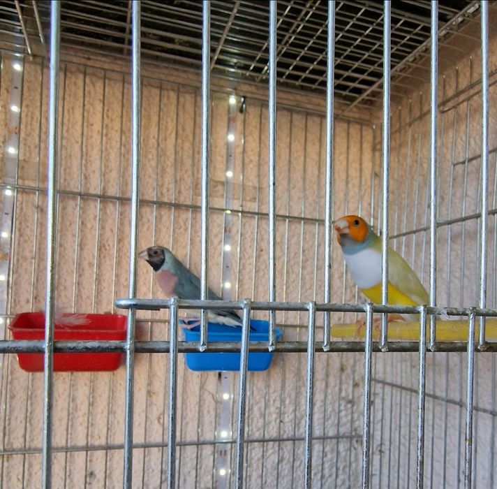 Гулдови Амадинки